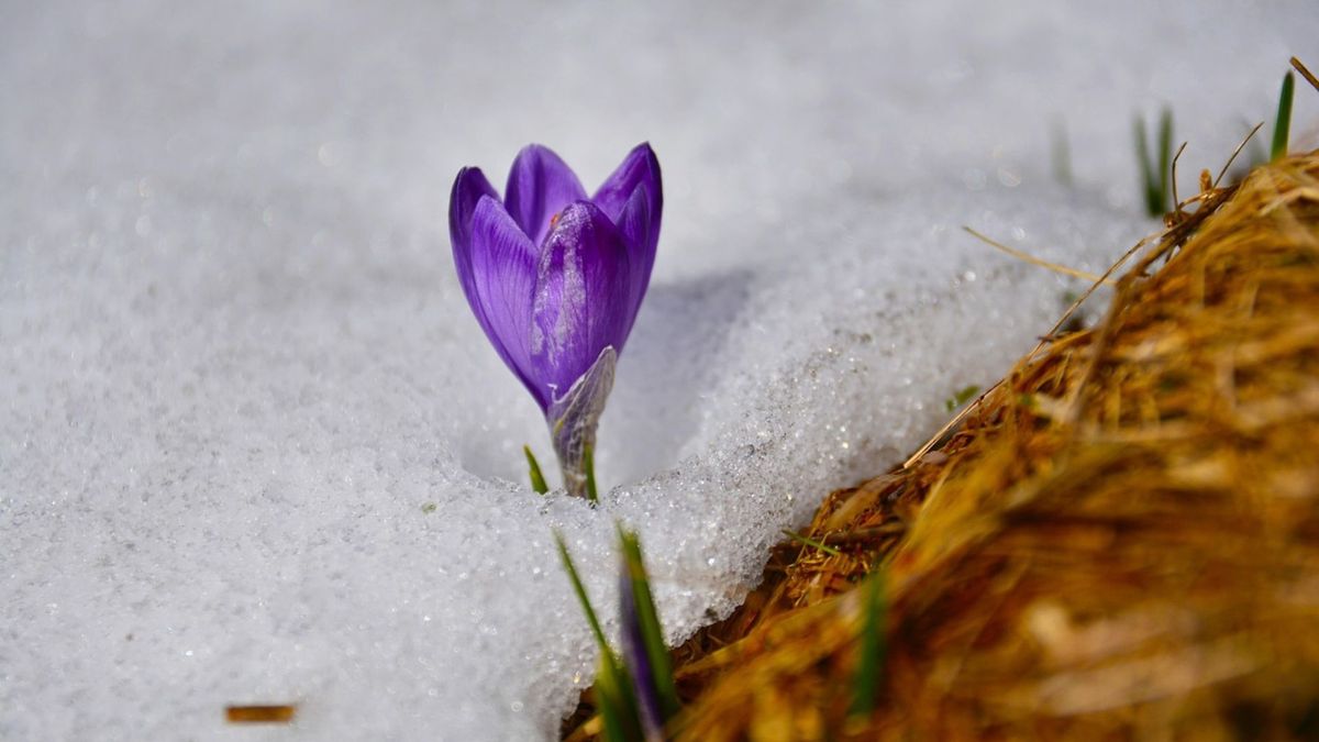 Prognoza IMGW, wiosna 2026. Fot. Pixabay.