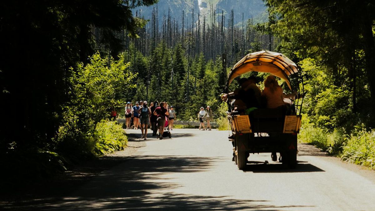 transport konny fot. Anatolii Grytsenko z pexels