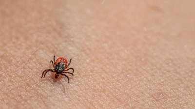 Kleszcze wybierają tę grupę krwi. Są najnowsze ustalenia naukowców