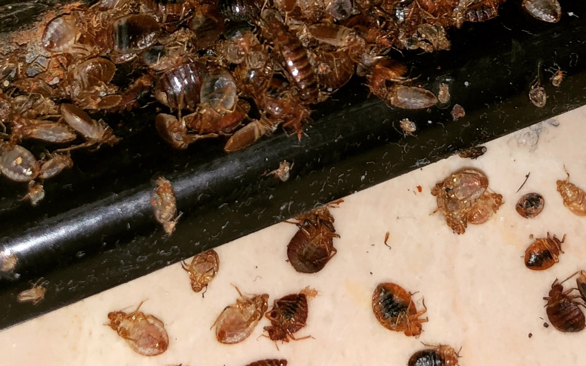Plaga pluskiew w Warszawie. To stąd trafiają do mieszkań, problem jest poważny