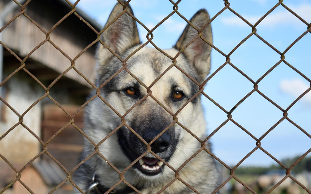1500 zł za adopcję psa ze schroniska. Takie warunki trzeba będzie spełnić