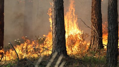Ogromny pożar pod Warszawą, konieczna była ewakuacja. W akcji setki strażaków i wojsko
