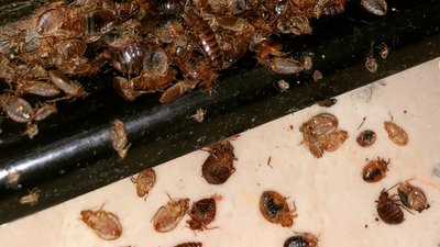 Plaga pluskiew w Warszawie. To stąd trafiają do mieszkań, problem jest poważny