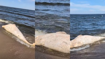 Bałtyk wyrzucił na brzeg wieloryba. Niewiarygodne nagranie z polskiej plaży